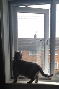 Flat Cats Window Protection Screens for 