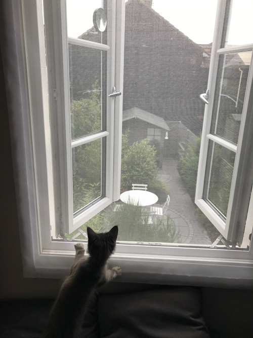 Flat Cats window screens in Hurstpierpoint