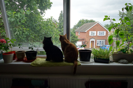 Flat Cats Window Screens in Reigate Surrey